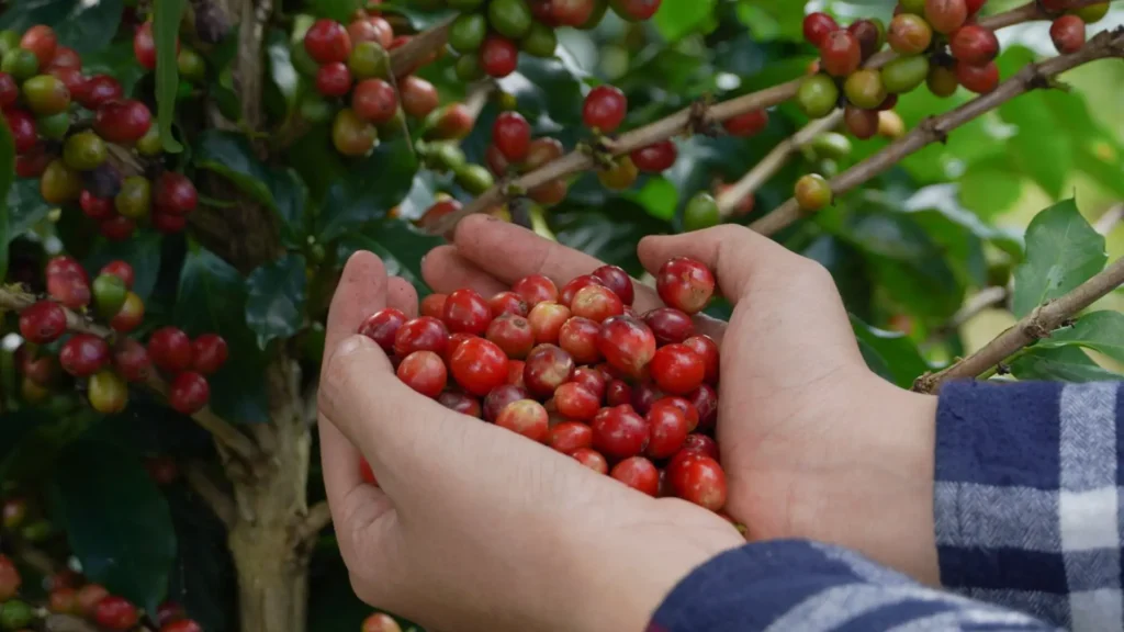 Pure pepple in Mondulkiri
